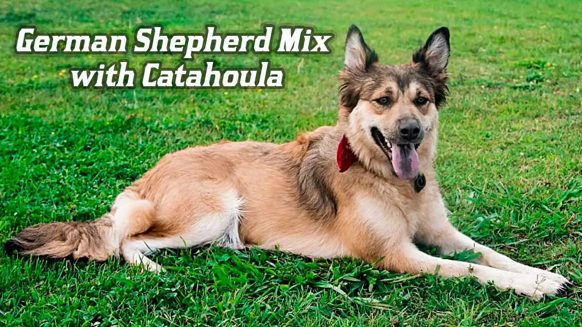 german shepherd mix with catahoula