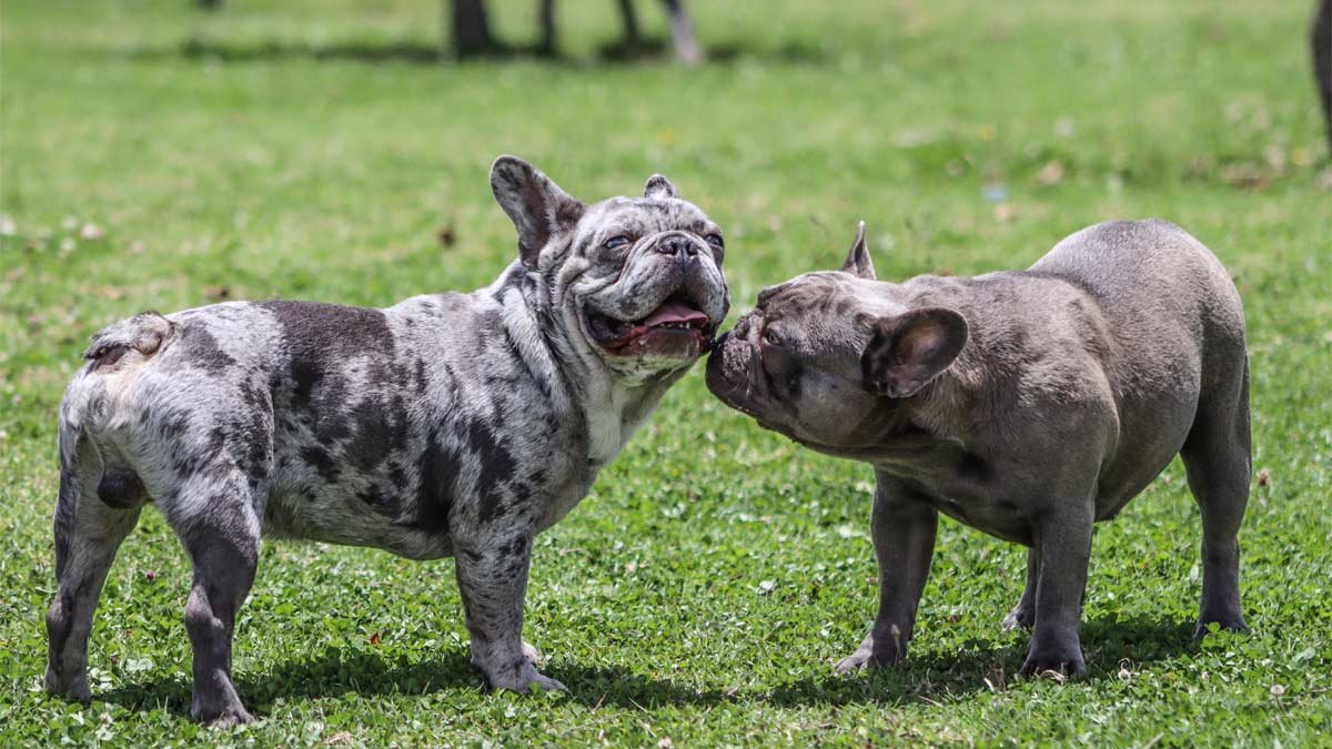 Merle French bulldogs Standing on Green Grass together