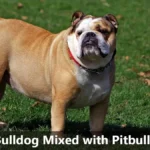 English Bulldog Mixed with Pitbull Puppies
