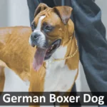 German Boxer Dog
