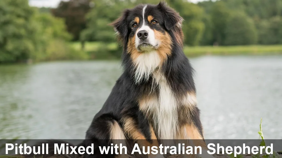 pitbull mixed with australian shepherd